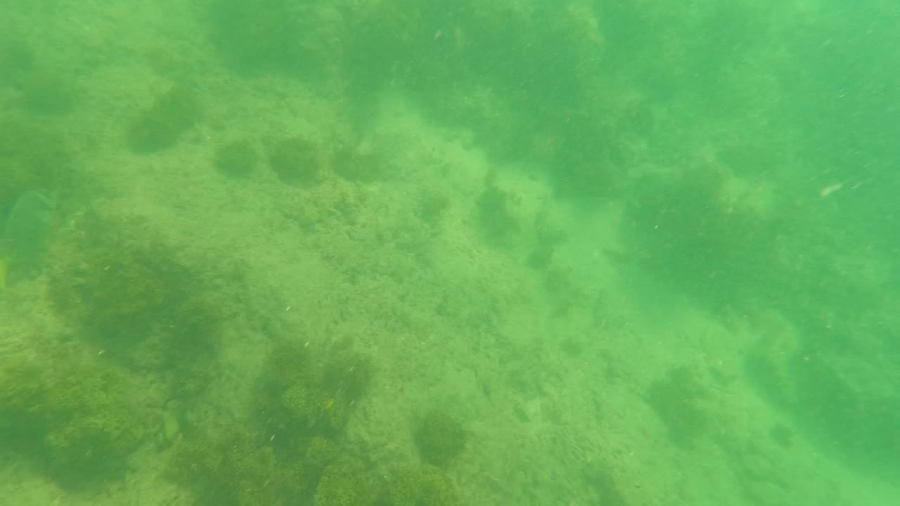 Green underwater view of the Los Barriles seabed with pale rock, sandy patches, algae-like marine vegetation, and no visible people.