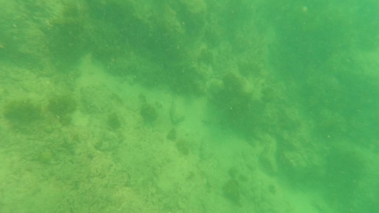 Los Barriles underwater frame showing a sloped rocky seabed under green water haze, with darker vegetation along the upper edge and no visible people.