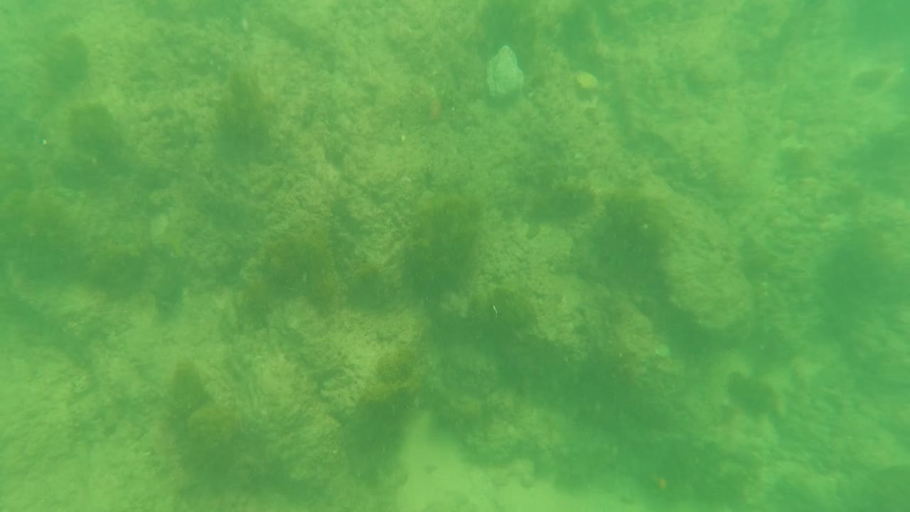 Underwater Los Barriles seabed with green-tinted water, scattered rocks, algae-like growth, faint small fish shapes, and no visible people.