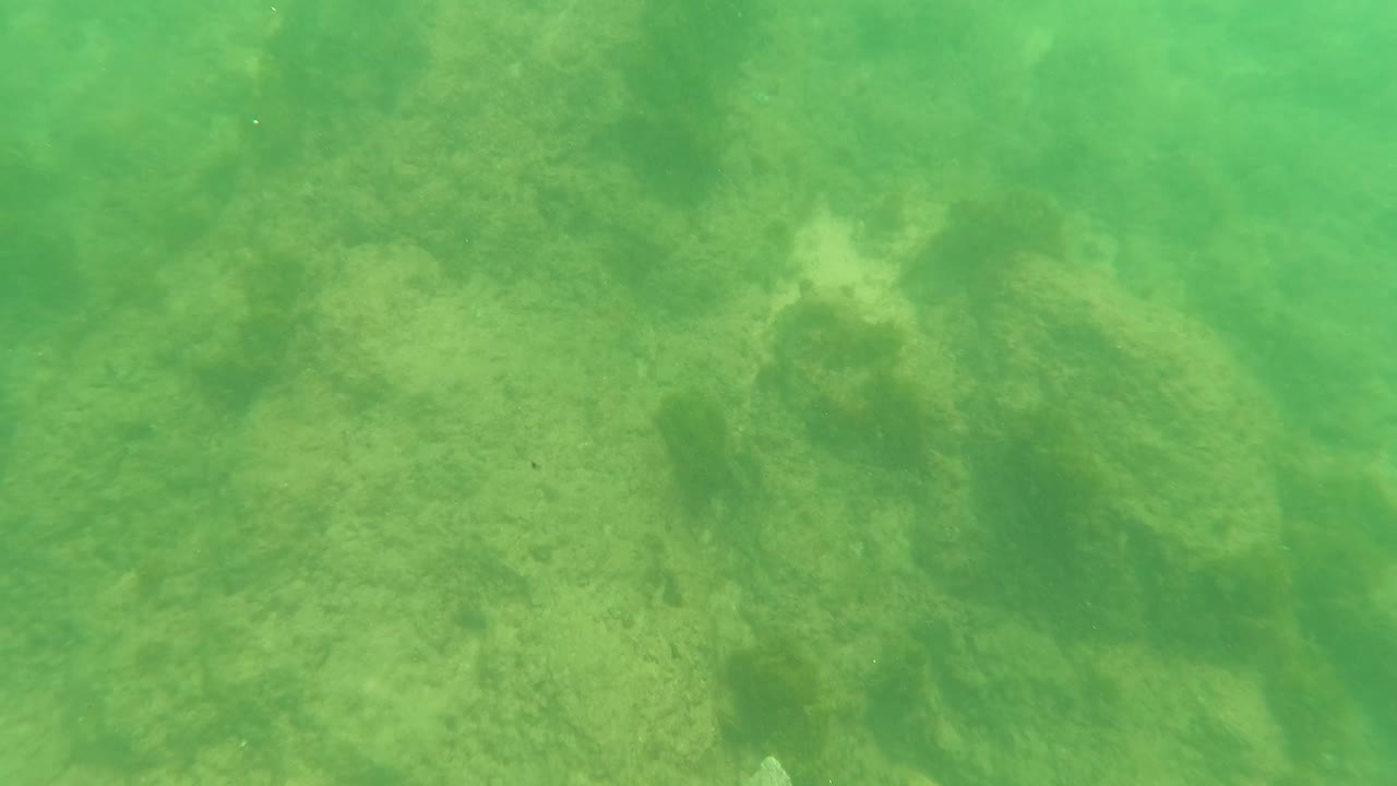 Rocky underwater floor with vegetation in green water