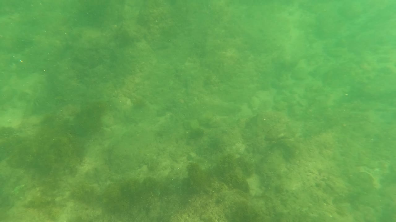 Green-tinted underwater frame in Los Barriles, Baja California Sur, showing rocky seabed texture and algae below the surface with no visible people.