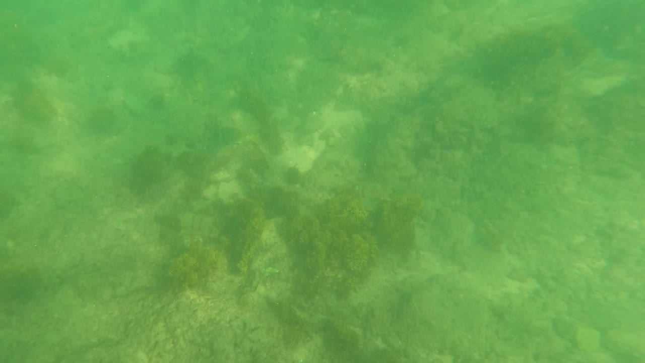 Rocky seafloor visible through clear green water.