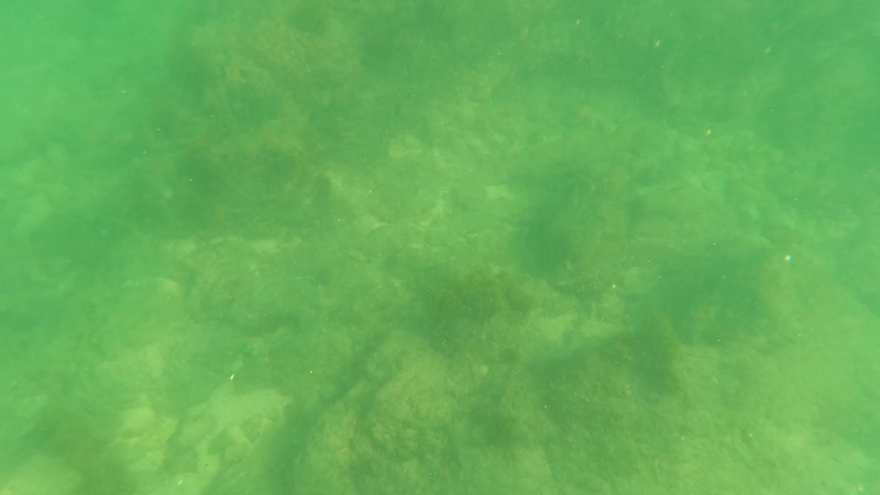 Submerged rocky bottom in Los Barriles, Baja California Sur, where algae and darker vegetation patches sit across the green seafloor with no visible people.