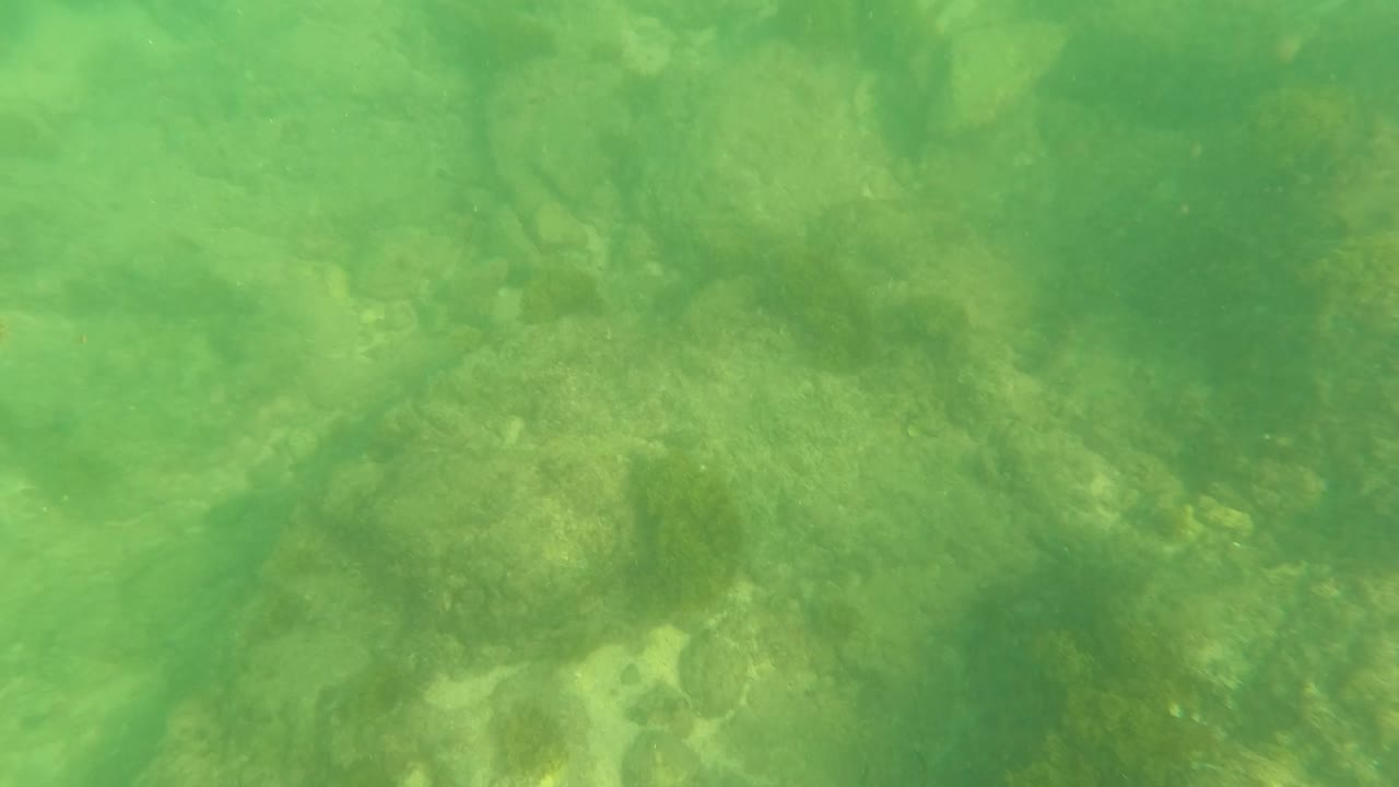 Green underwater view of algae-covered rocks and pale sand patches.