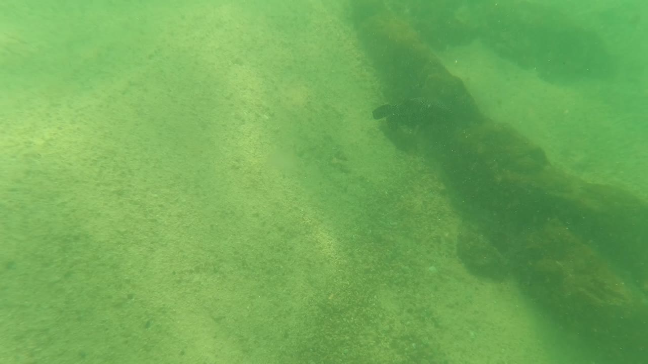 Dark submerged structure and sand seen through green underwater haze.