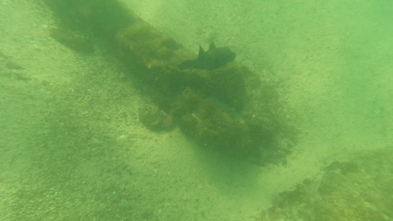 A dark fish swims beside an algae-covered submerged structure on a sandy seabed in Los Barriles, Baja California Sur, with green water and no visible people.