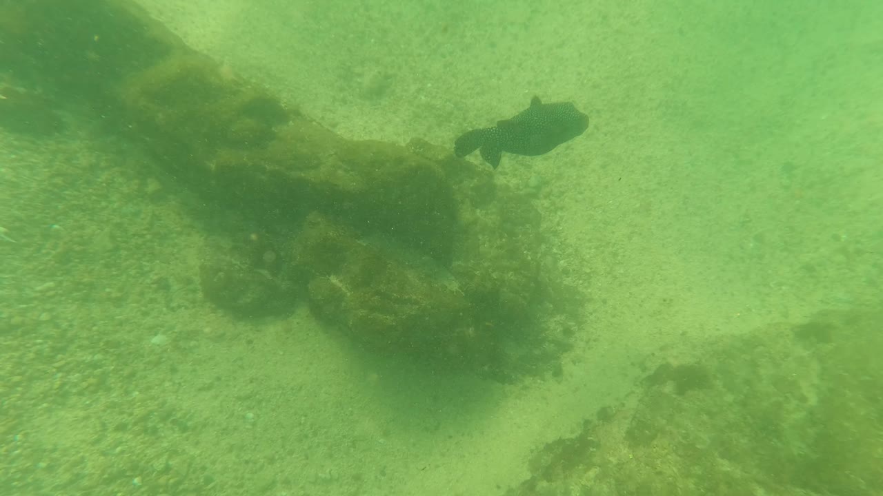 A fish is visible above dark algae-covered rocks or submerged structure on the sandy ocean floor in Los Barriles, Baja California Sur, with no visible people.