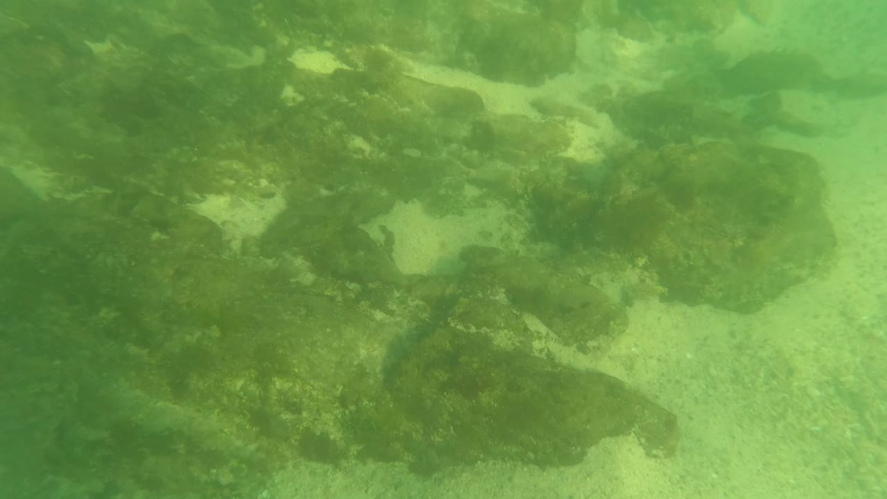 Green underwater view of rocky seabed with algae and sand patches.