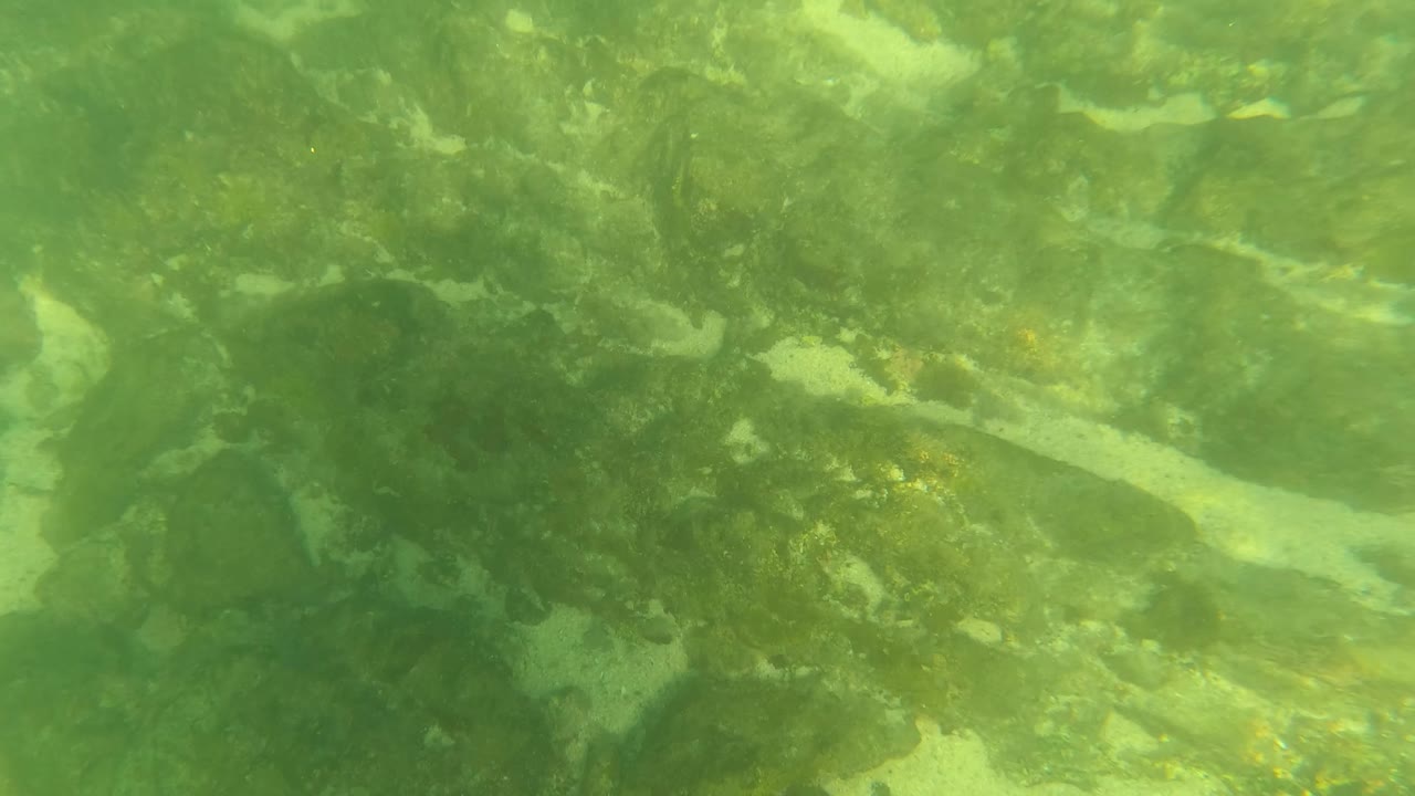 Early frame from Los Barriles showing a denser spread of submerged rocks and algae under green water, with no visible people.
