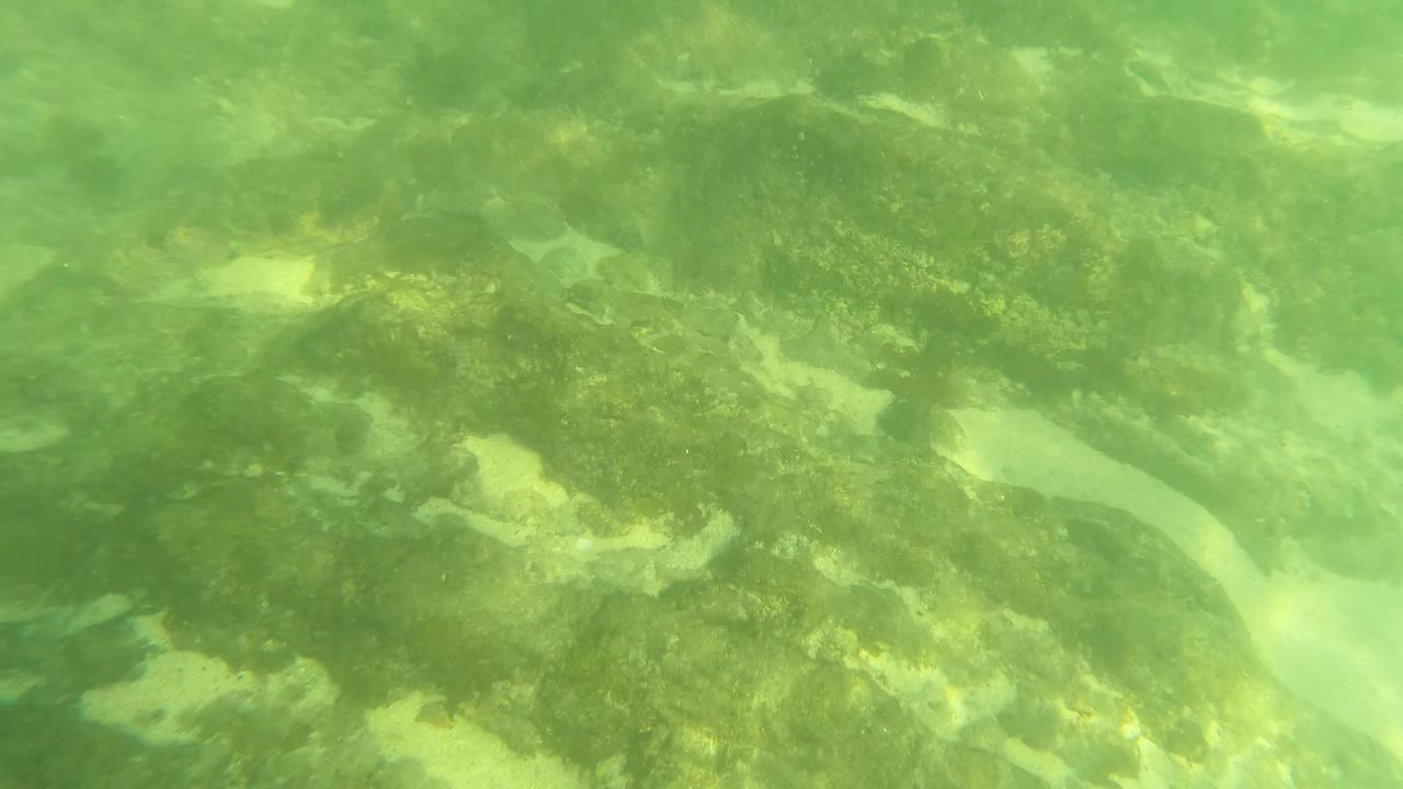 Los Barriles seabed frame with dark algae-covered rock, brighter sandy gaps, and a green water cast, with no visible people.