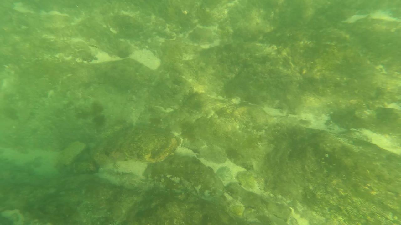 Mid-clip Los Barriles frame showing algae-coated rocks and scattered pale sand areas beneath green shallow water, with no visible people.