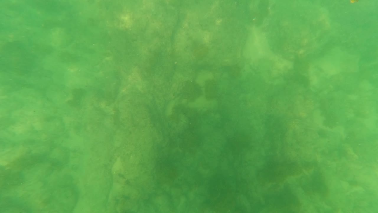 Green underwater view of algae-covered rocks on a shallow seabed.