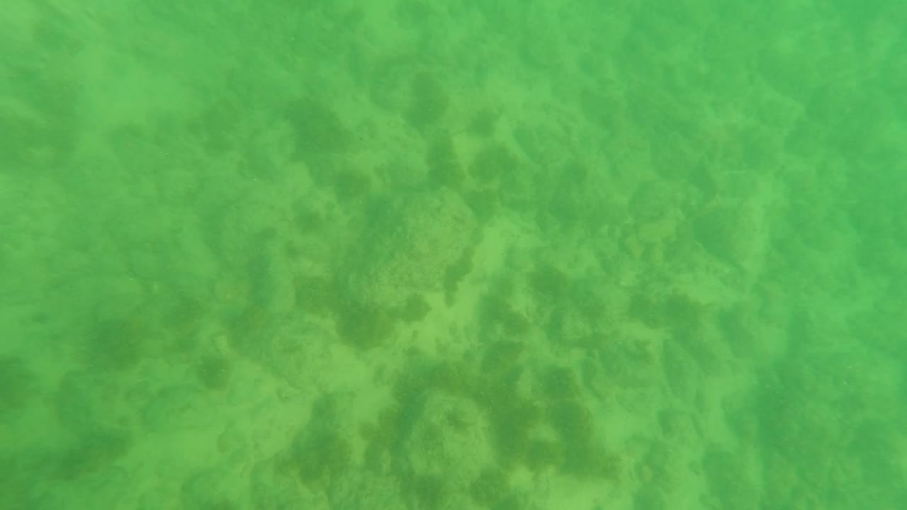Opening underwater frame from Los Barriles, Baja California Sur, showing a green-tinted sandy seabed with darker algae patches and no visible people.