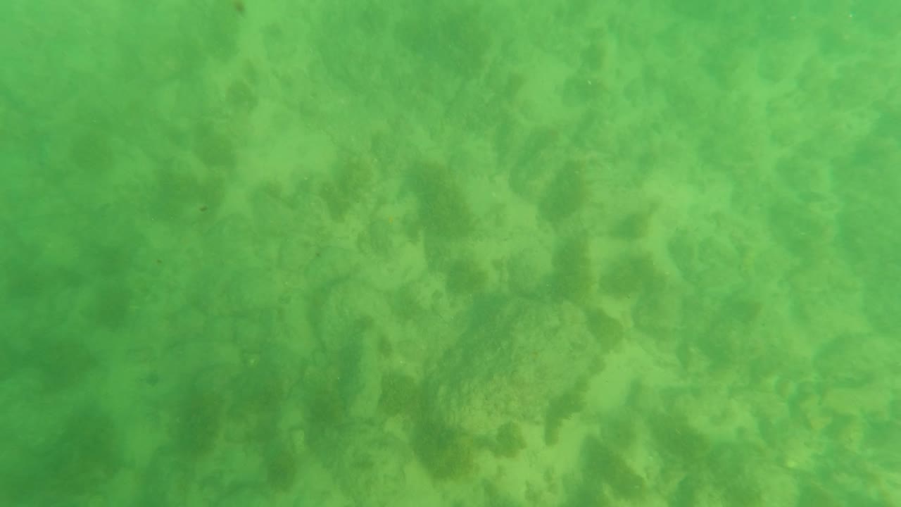 Underwater Los Barriles frame with the sandy bottom filling the view, mottled algae areas, soft green water, and no visible people.