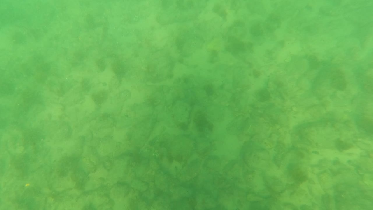 Green tinted seabed with darker algae shapes.