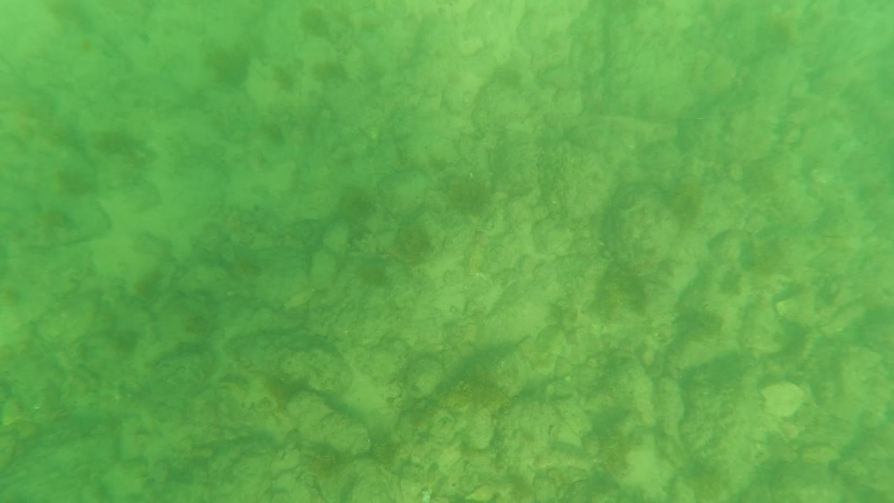Green-tinted seabed with soft sandy areas and faint vegetation.
