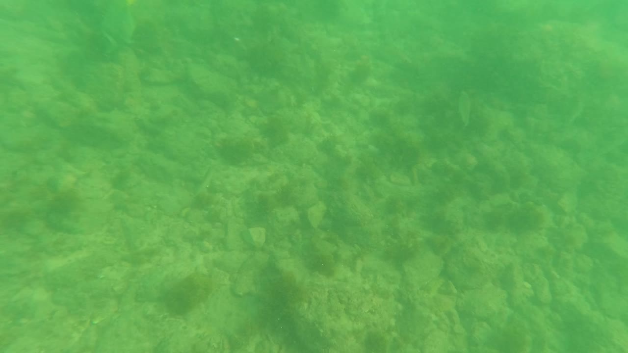 Second frame from Los Barriles, Baja California Sur, with a downward view through green water onto rocks, sand patches, and barely visible small fish, with no visible people.