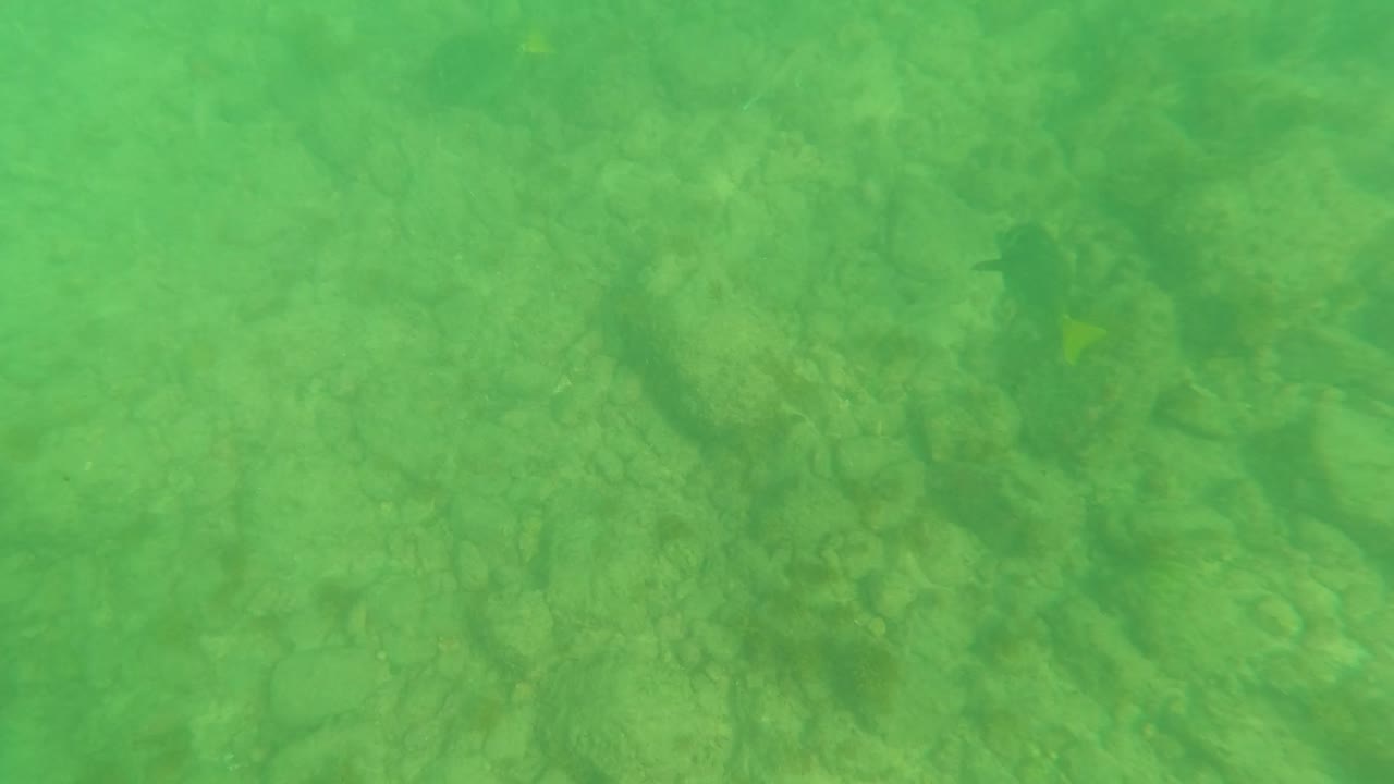 Mid-early frame in Los Barriles, Baja California Sur, showing the rocky ocean floor through greenish clear water, with small fish faint in the scene and no visible people.