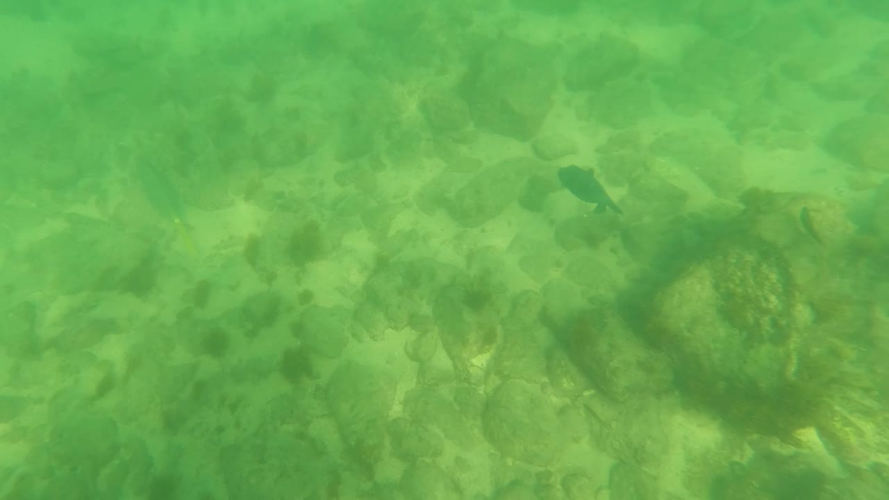 Green underwater frame in Los Barriles, Baja California Sur showing rocks and sandy patches beneath rippled surface light, with no visible people.