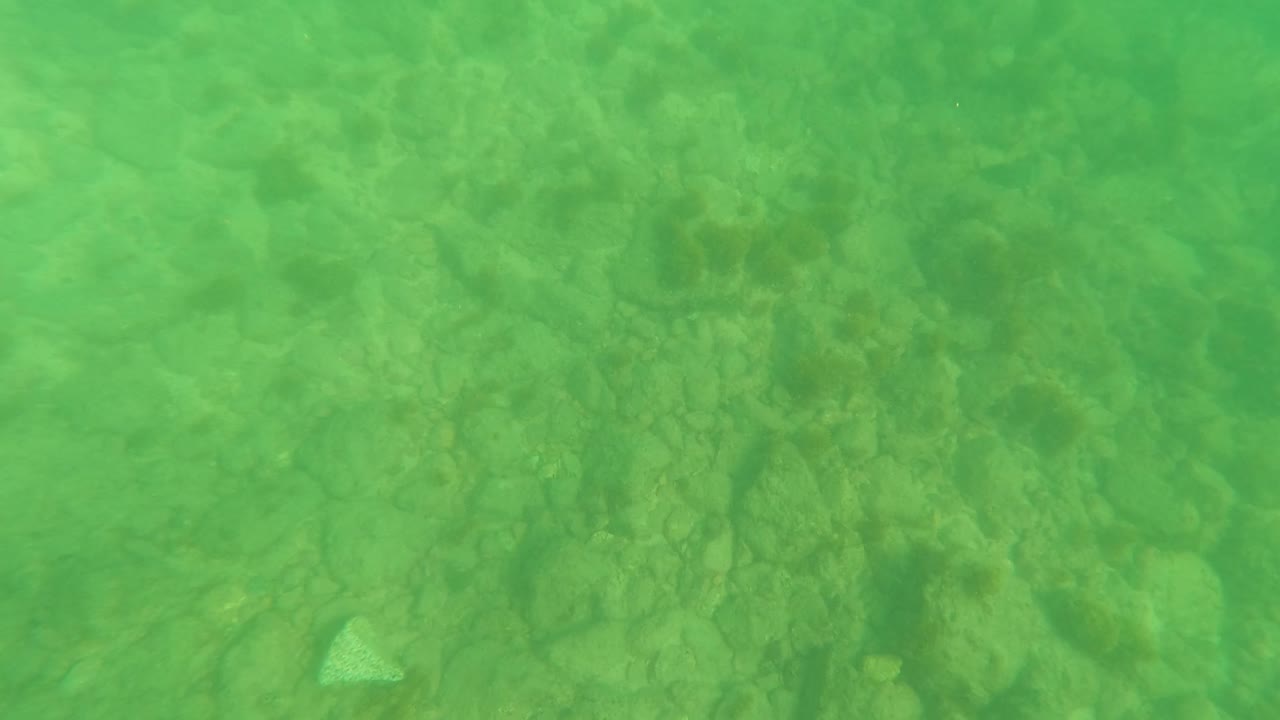Green underwater view with stones spread across the seabed.