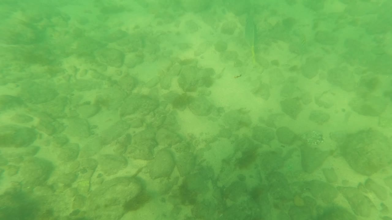 Mid-clip underwater frame in Los Barriles, Baja California Sur, showing rocks and pebbles beneath green water with a small fish shape near the lower area and no visible people.