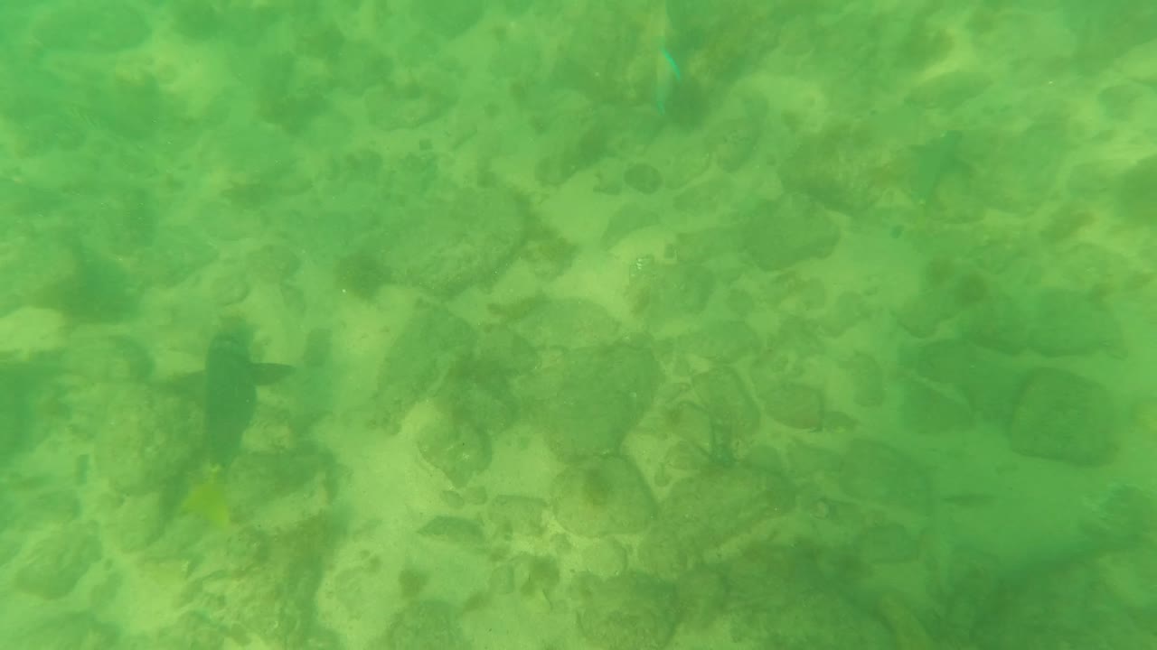 Small dark fish hover over rocks, sand, and marine vegetation in green-tinged water at Los Barriles, Baja California Sur, Mexico, with no visible people.