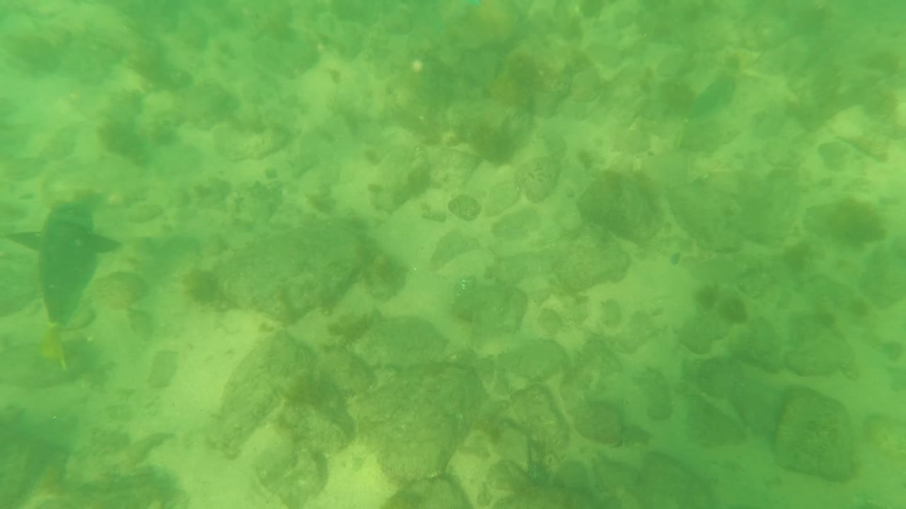 A fish near the center of the frame swims above pale sand, scattered stones, and soft green water in Los Barriles, with no visible people.