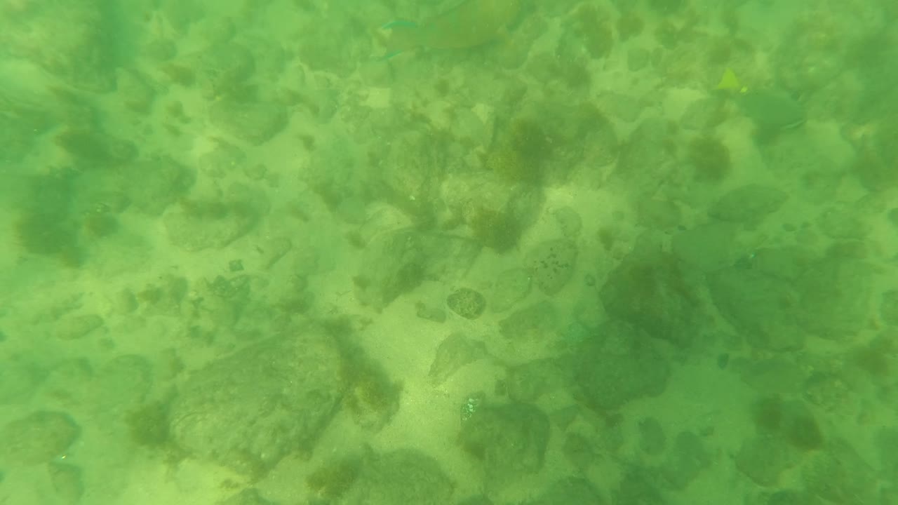 The seabed fills the view with darker rocks, sandy patches, and faint fish shapes softened by green water at Los Barriles, with no visible people.