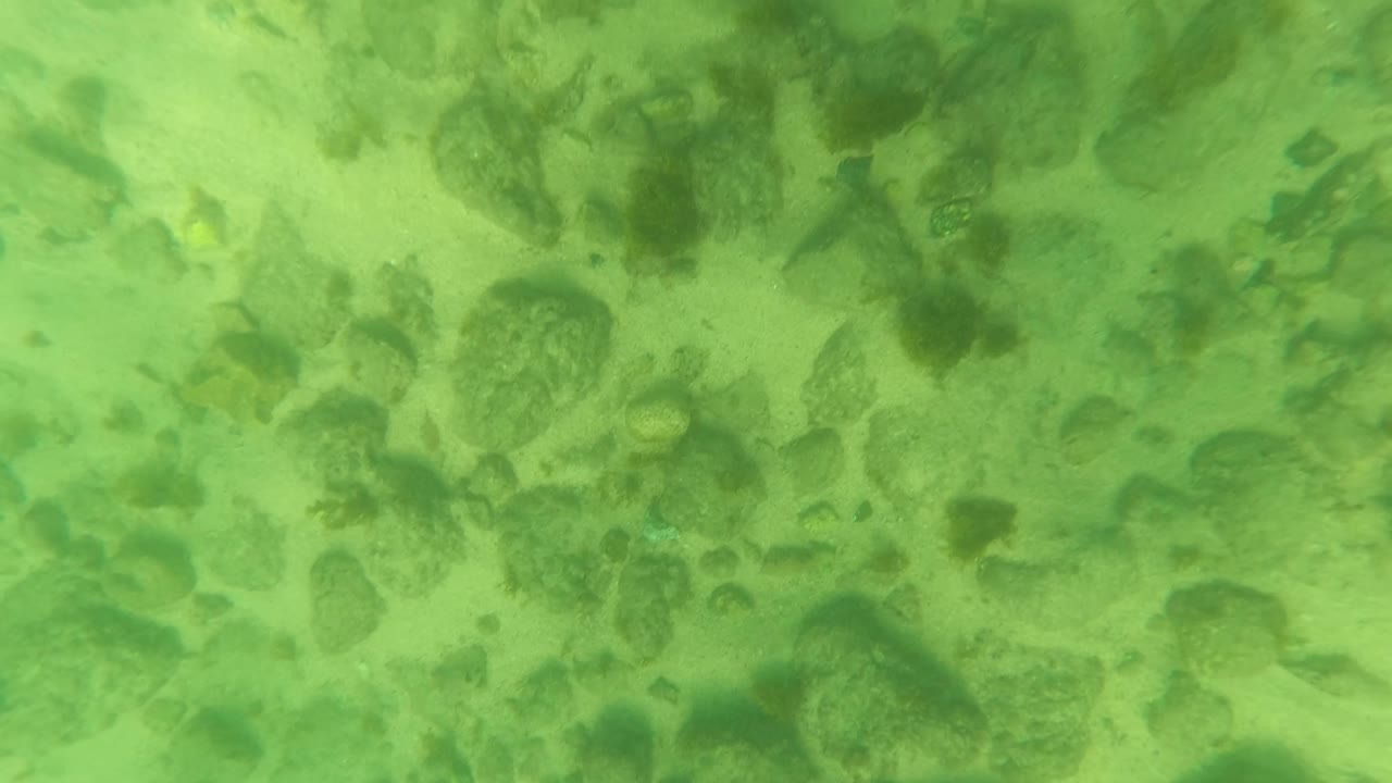 Opening frame of the Los Barriles underwater clip showing green water over a sandy rocky seabed with algae patches and no visible people.