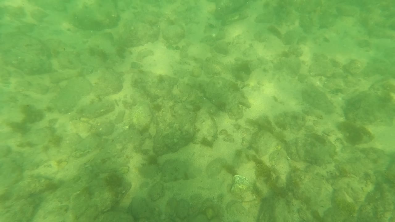 Green underwater view of rocky sandy seabed