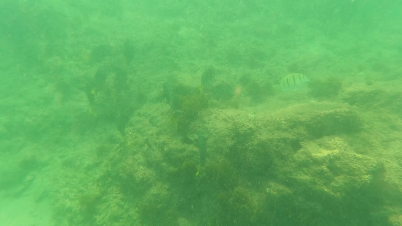 Underwater view in Los Barriles, Baja California Sur, with green water, rocky seabed, patches of seaweed, faint small fish, and no visible people.