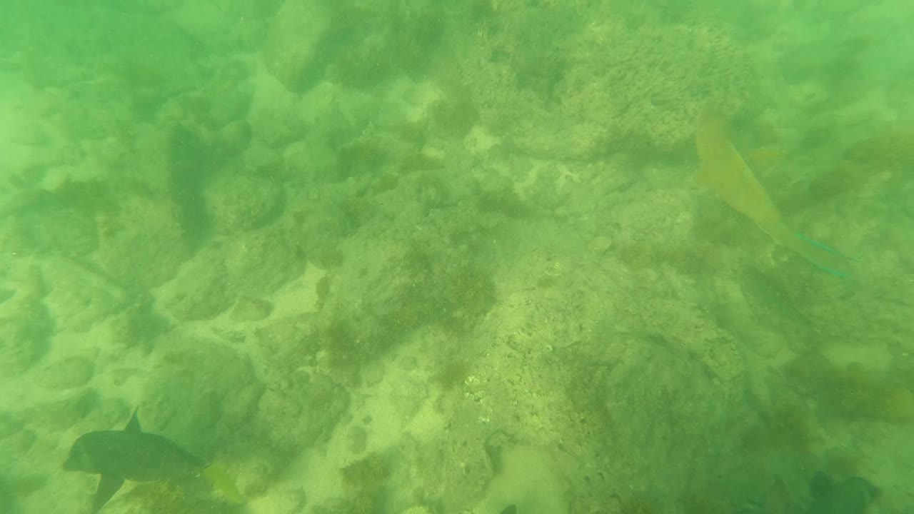 A dark fish appears near the lower left over a green-tinted rocky seabed in Los Barriles, Baja California Sur, with sand and algae visible and no visible people.
