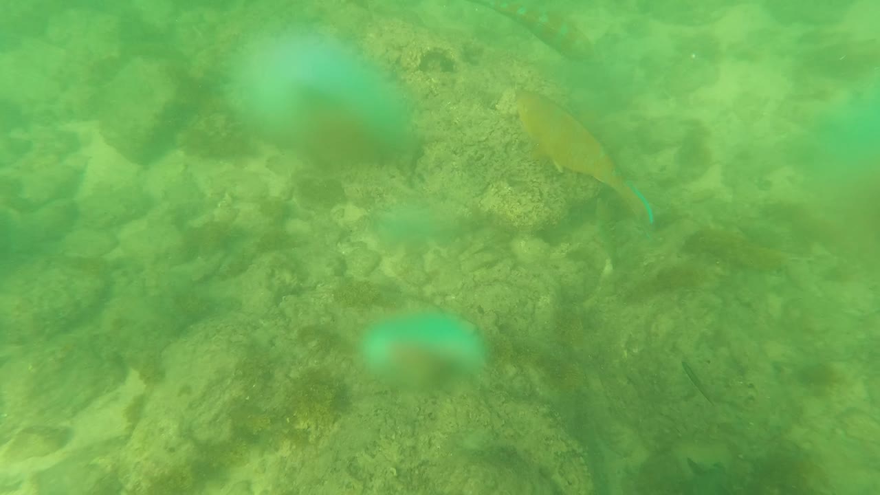 A blue-green fish passes through the center of the frame above rocks and sand on the Los Barriles seabed, with diffuse green water and no visible people.