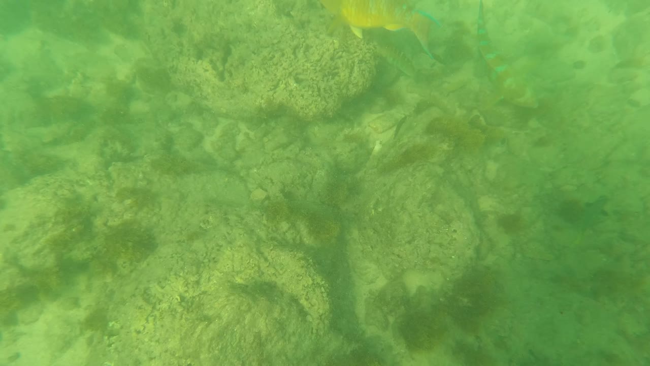 A yellow fish sits near the upper right edge while rough rocks, algae, and pale sand fill the underwater Los Barriles frame, with no visible people.