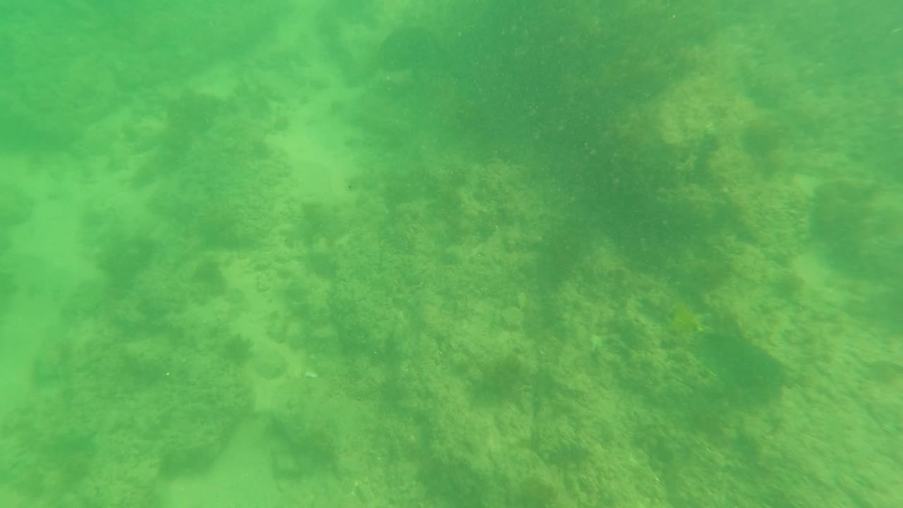 Green underwater view of rocks and small fish over a seabed.