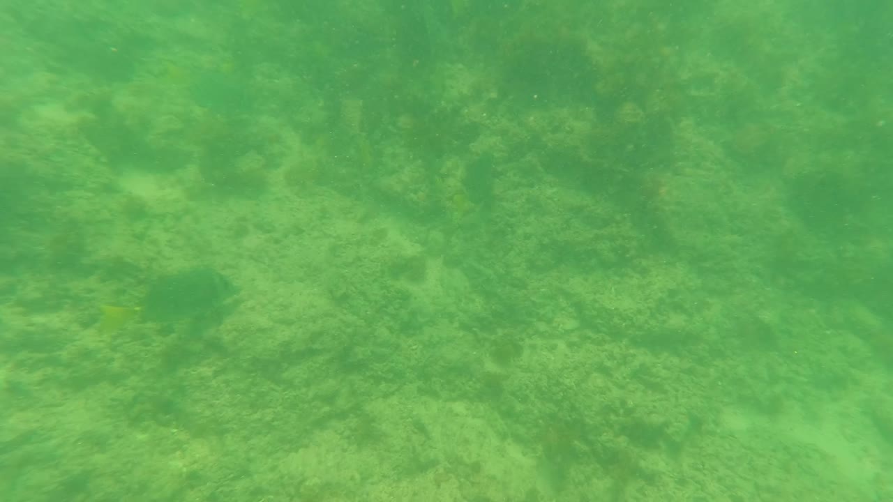 Underwater Los Barriles frame with a broad rock shelf across the center, darker fish shapes near the right side, and soft green water haze, with no visible people.