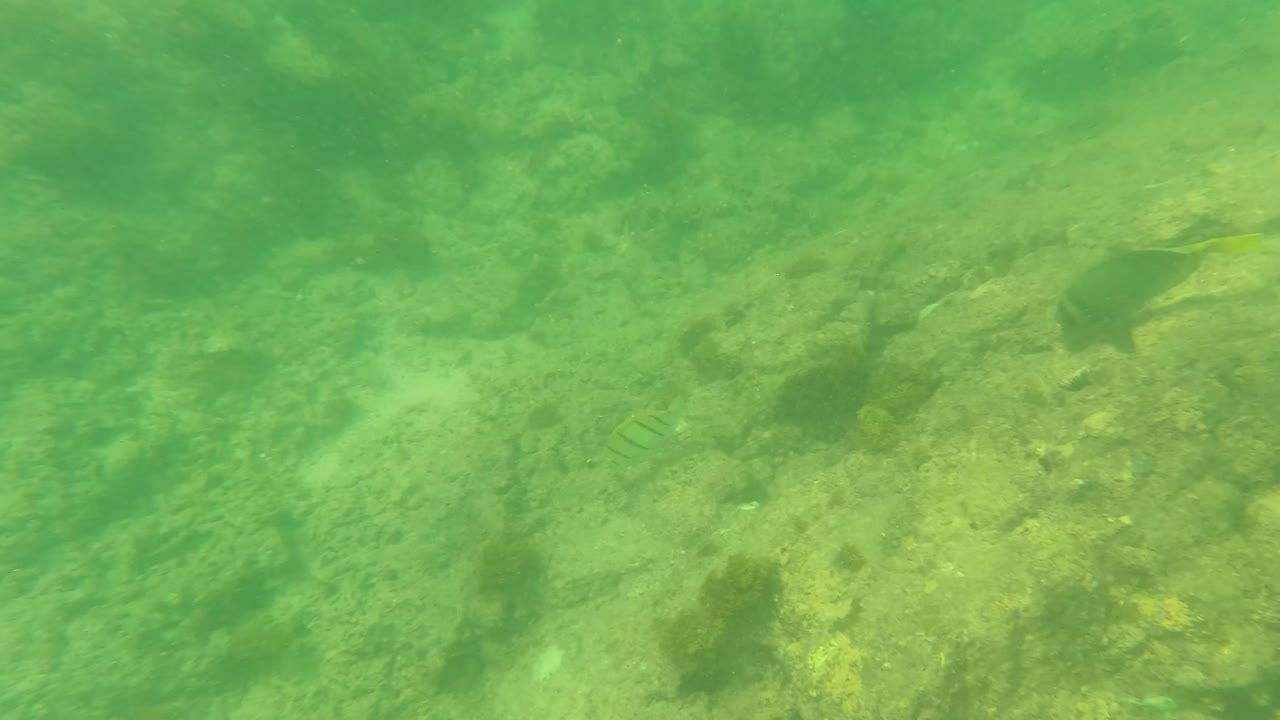Los Barriles underwater frame showing uneven rocks, pale sandy gaps, algae-toned surfaces, and small fish silhouettes near the edges, with no visible people.