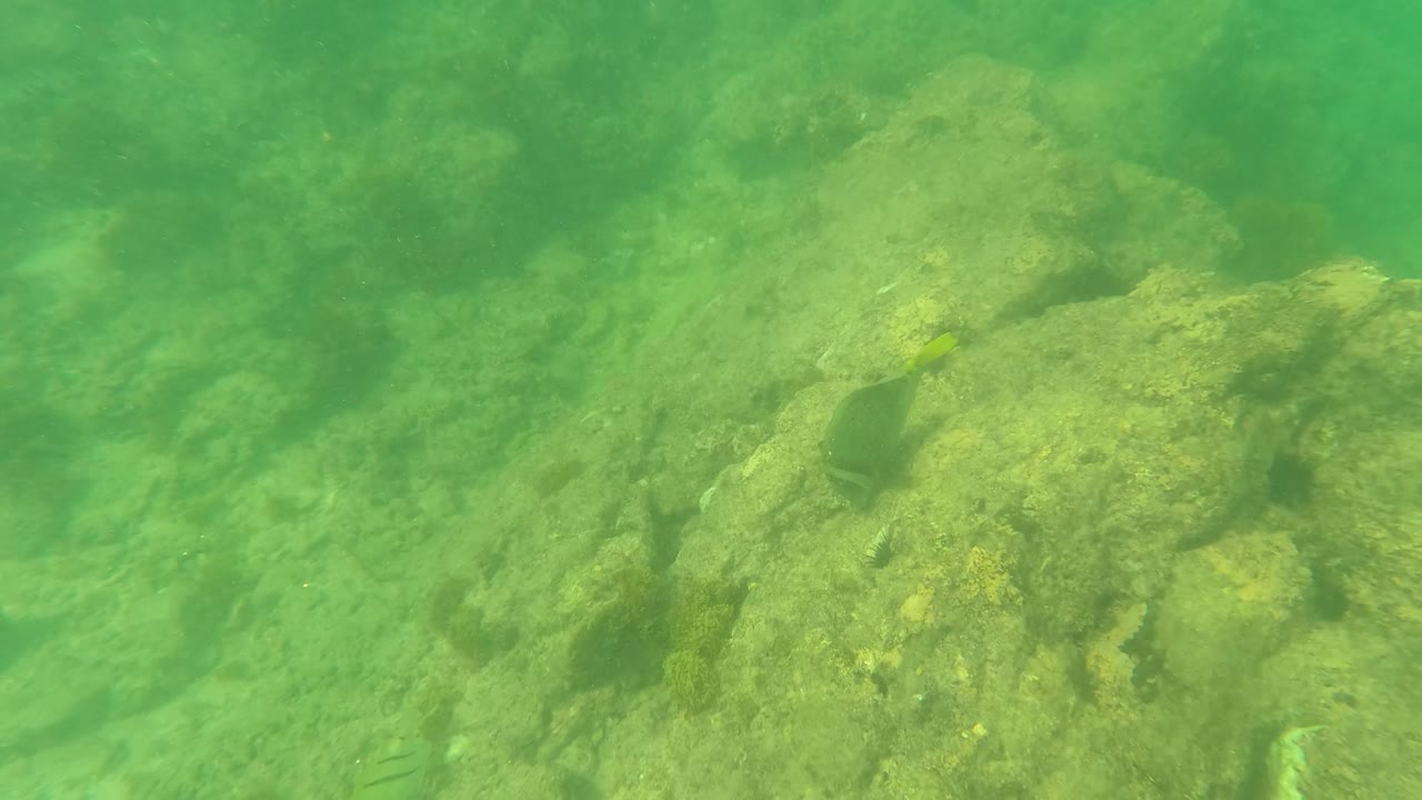 Underwater frame from Los Barriles with larger foreground rocks, a darker fish near the left rock area, and a hazy green background, with no visible people.