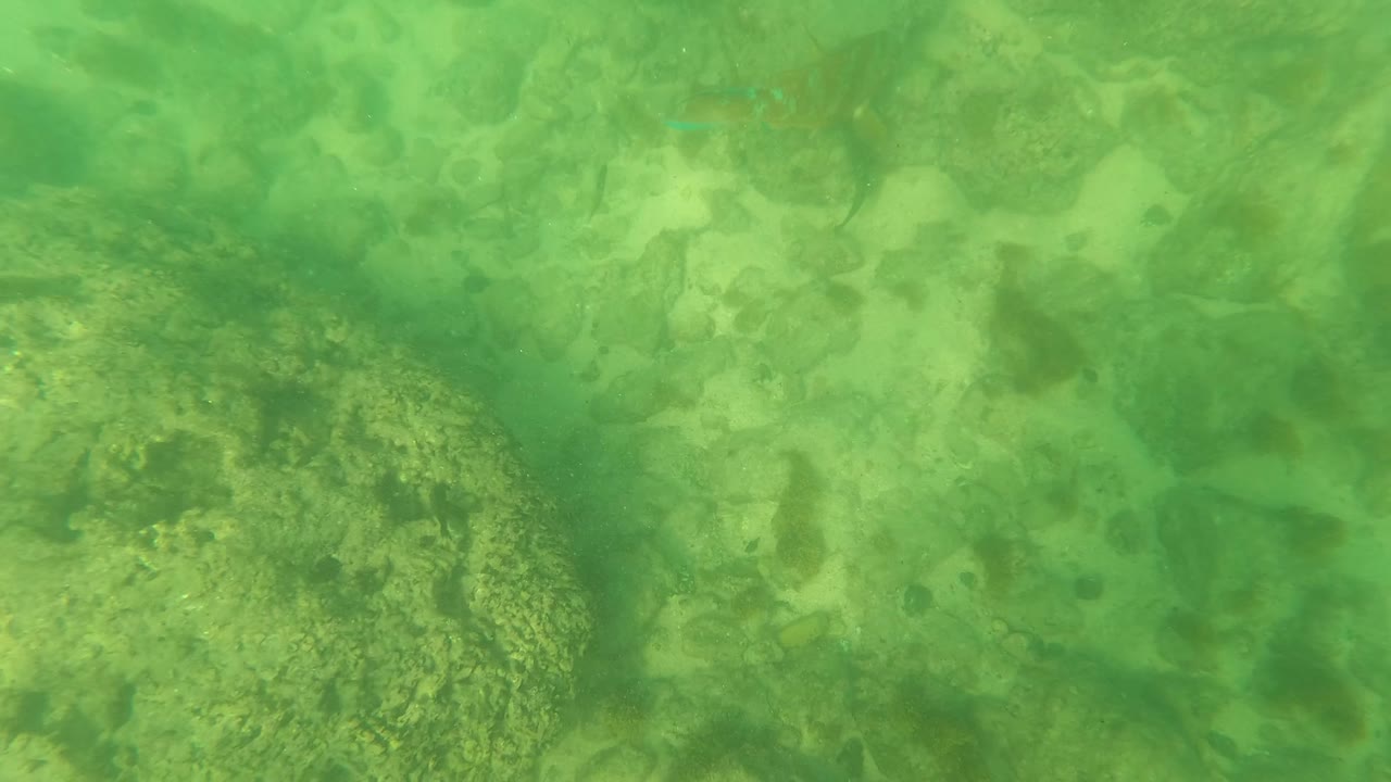 Later underwater frame in Los Barriles, Baja California Sur, showing algae and seaweed on rounded rocks near the lower edges of the frame, with no visible people.