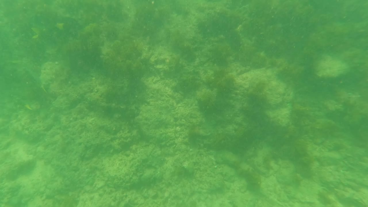 Green underwater view of algae-covered rocks and seabed