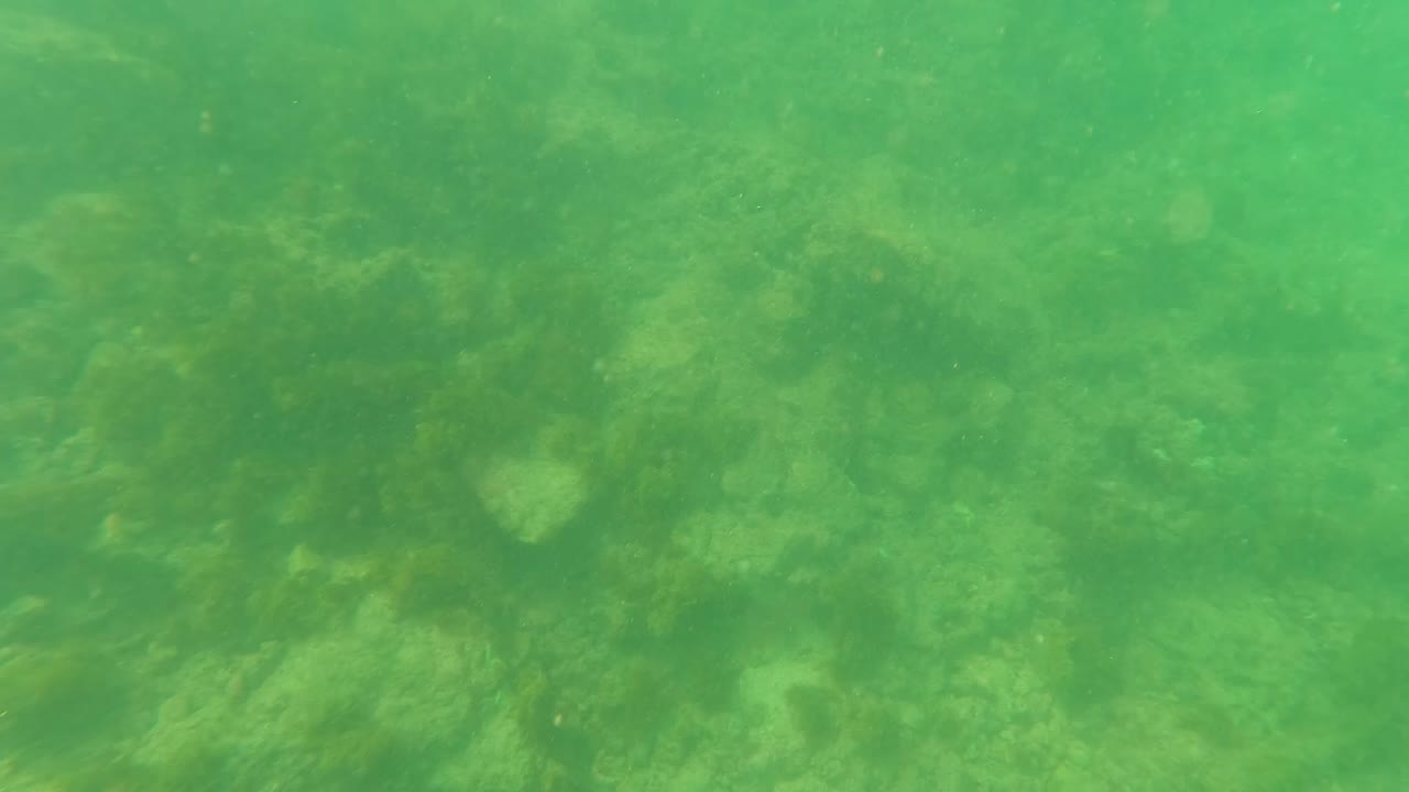 Underwater frame from Los Barriles with hazy green water, uneven rocky seabed, algae growth, and no visible people.