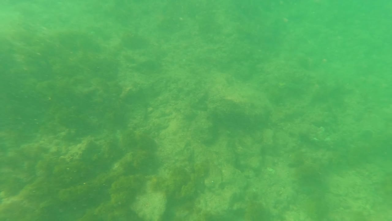 Mid-clip underwater view in Los Barriles, Baja California Sur, with green-tinted water over darker rocks and algae, with no visible people.