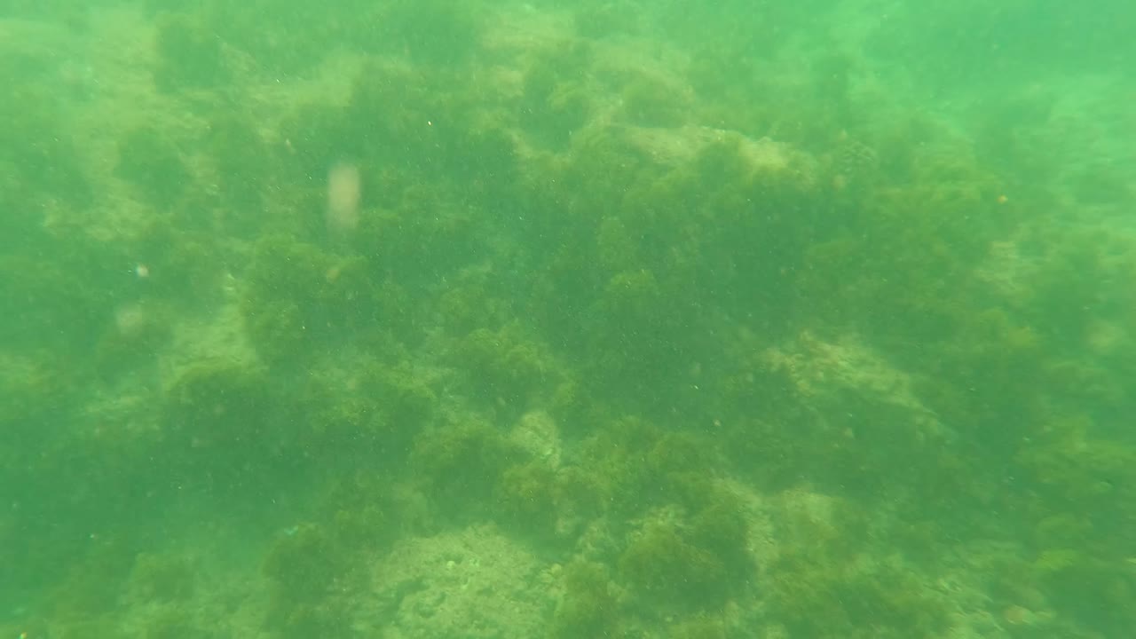 Underwater frame from Los Barriles showing a brighter green water band above algae-covered rocks and seabed detail, with no visible people.
