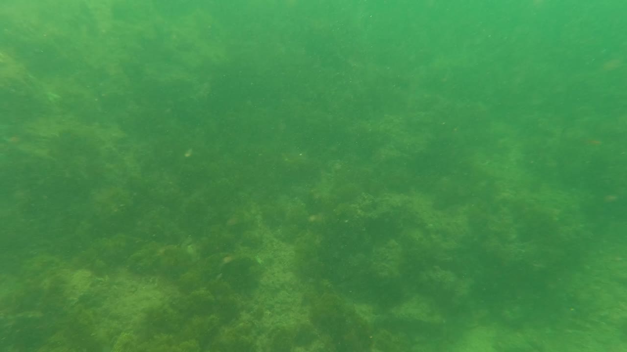 Green underwater view in Los Barriles, Baja California Sur, showing algae-covered rocks, murky water, and no visible people at the start of the clip.