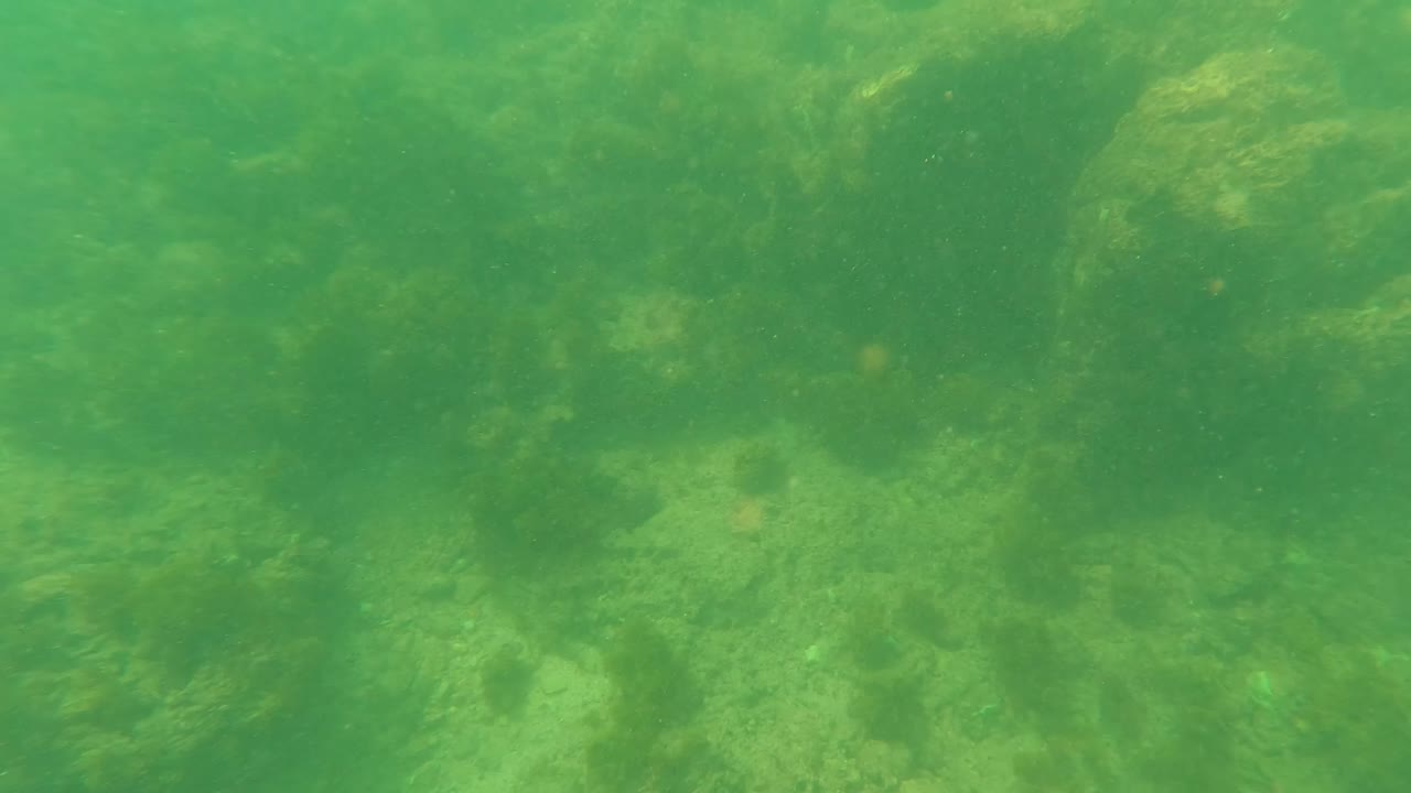 Underwater frame from Los Barriles, Baja California Sur, with uneven algae-covered rocks receding through green water and no visible people.