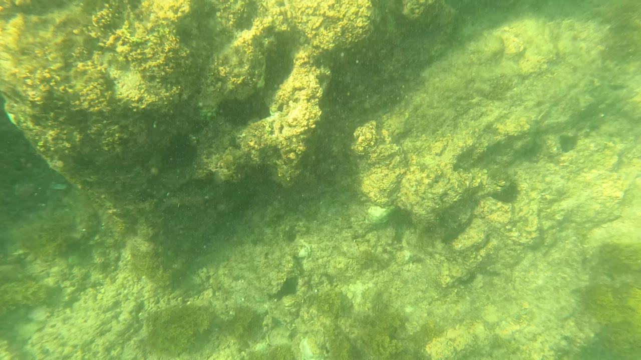 Opening frame of the Los Barriles underwater clip showing green water over algae-covered rocks, with no visible people.