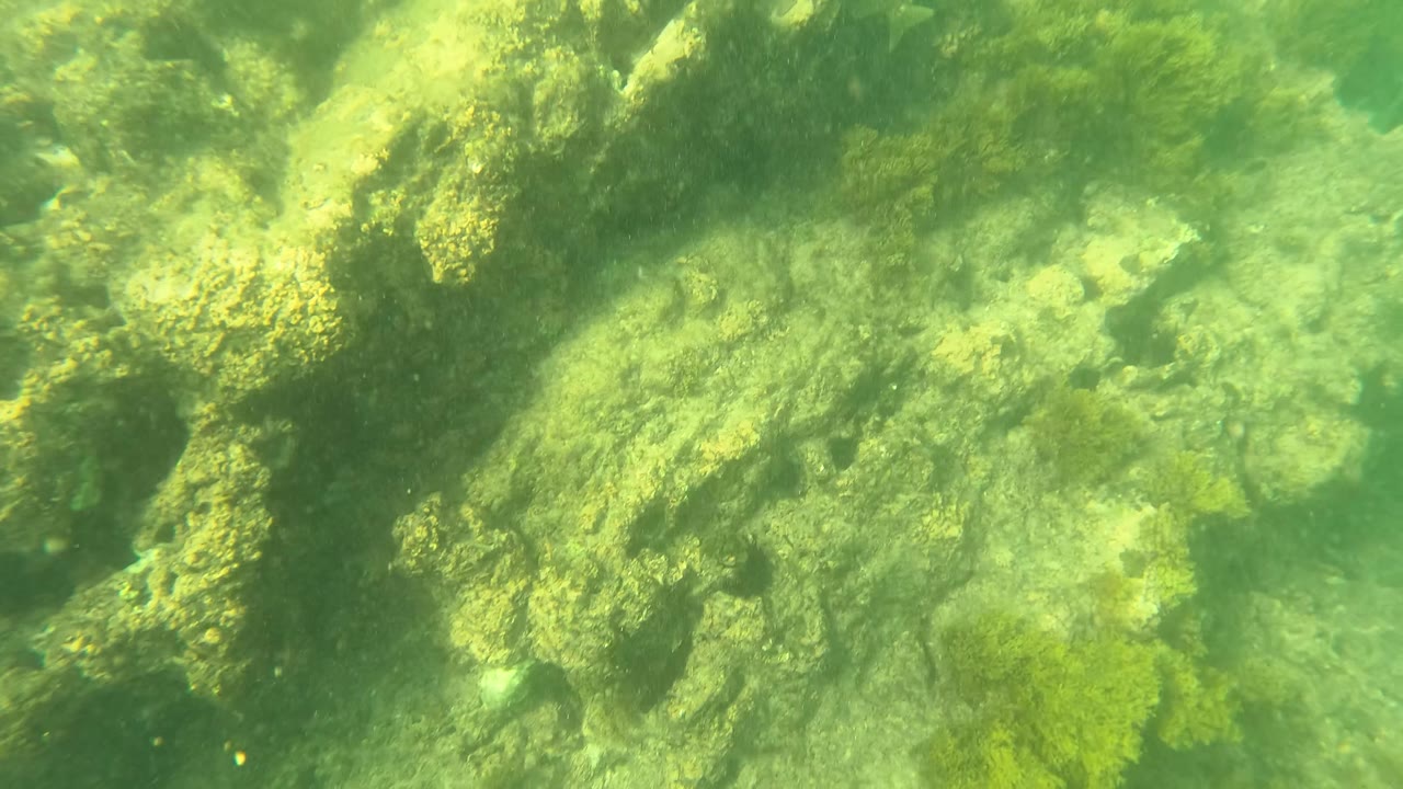 Algae-coated rocks seen through murky green water.