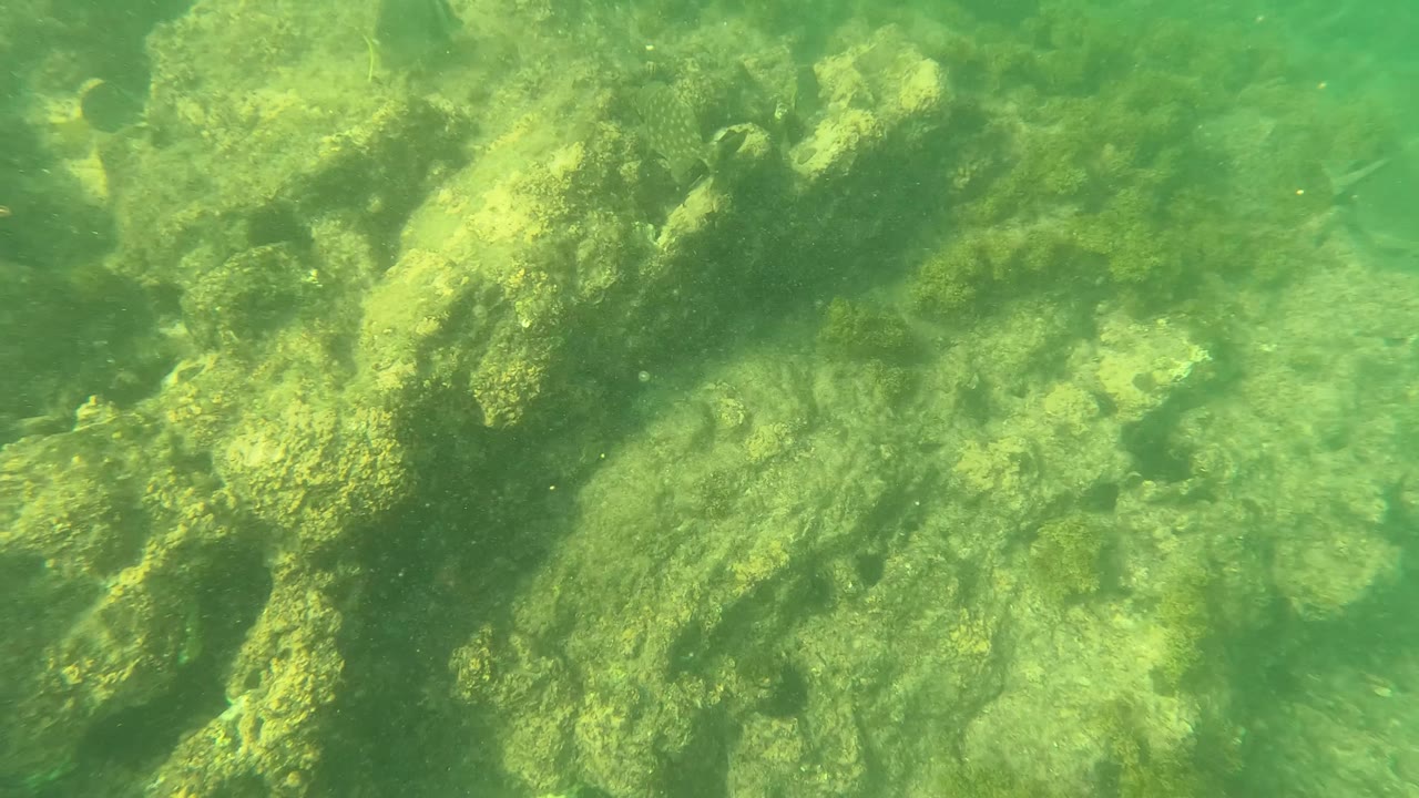 Mid-clip frame shows pale green light across the rocky seabed and scattered algae growth, with no visible people.