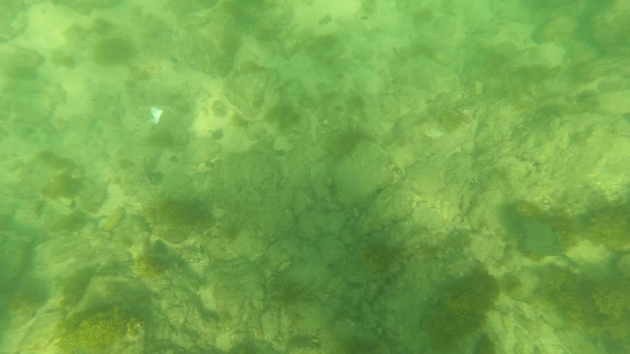 At 0:00, clear green water in Los Barriles shows a rocky sandy seabed with scattered seaweed patches and small fish, with no visible people.