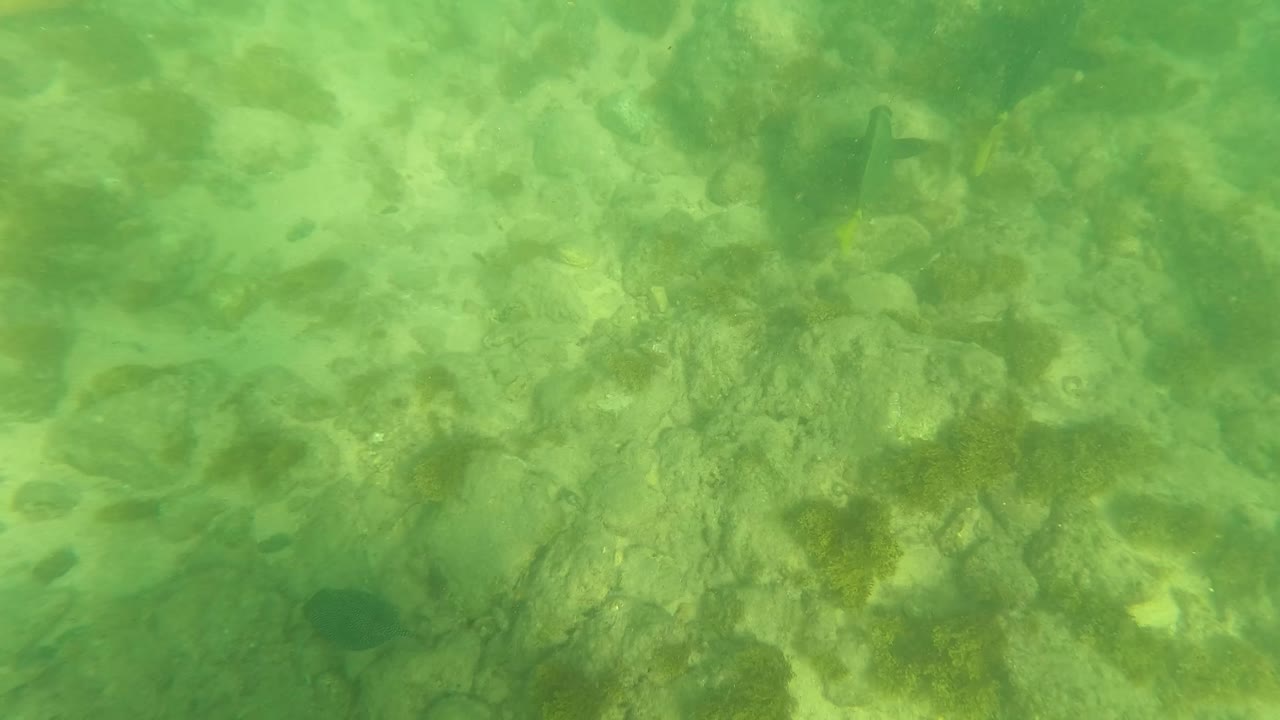 At 0:01, the Los Barriles seabed remains visible through green water, with darker algae patches around rocks and small fish crossing the middle area, with no visible people.